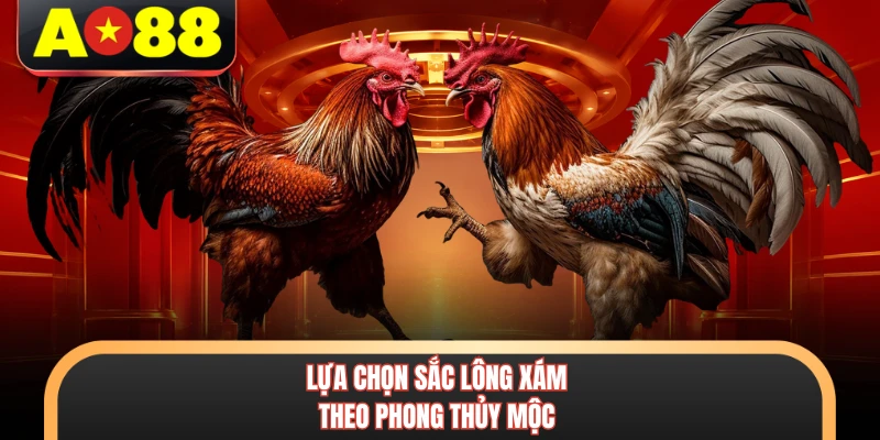 Màu Mạng Gà Đá - Phương Pháp Luận Giải Phong Thủy Chiến Kê 6 Lựa chọn sắc lông xám theo phong thủy Mộc