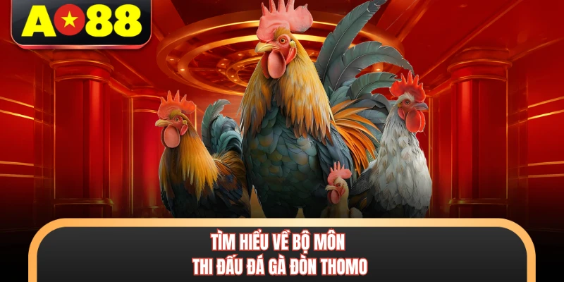 Đá Gà Đòn Thomo - Kinh Nghiệm Đặt Cược Đỉnh Cao Tại AO88 5 Tìm hiểu về bộ môn thi đấu đá gà đòn Thomo