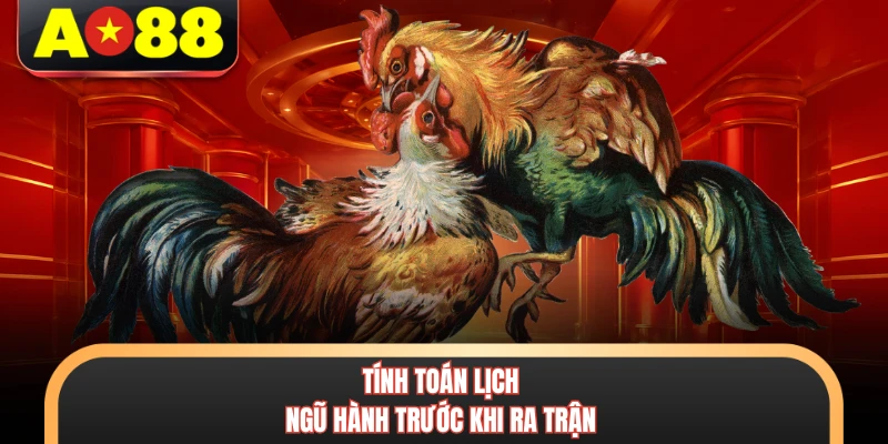 Màu Mạng Gà Đá - Phương Pháp Luận Giải Phong Thủy Chiến Kê 7 Tính toán lịch ngũ hành trước khi ra trận